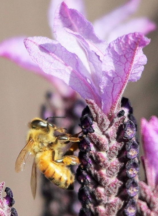 Courtesy Chris Fort; Flickr.